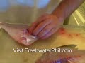 Crappie filleting instructions