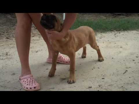 cane corso