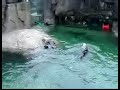 Tickling Otters Tickling Otters