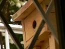 Great Tit?01