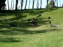 rolling down hills