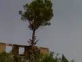 Abbattimento Alberi San Nicolò