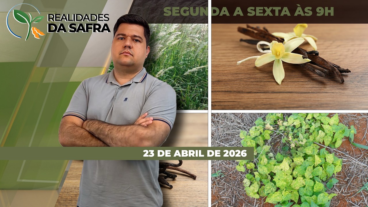 Duas realidades para o milho no Paraná com perdas já consolidadas em Goierê, mas expectativa....