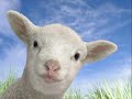 Very Funny Animals
