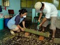 cultivando shiitake