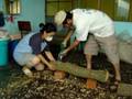 cultivando shiitake