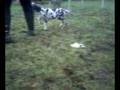 videos de Jones puppies