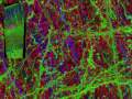 Mouse Cortex Array Tomography Journey