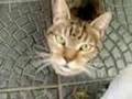 You´ve got a friend in me / Susanalake