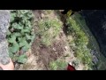 Wing-suit Waterfall