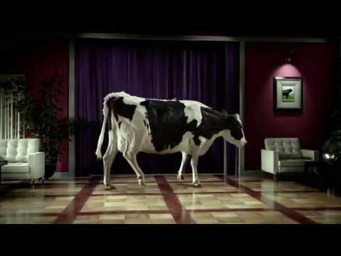 Tap Dancing Cow