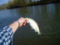 Shad, Don\