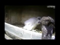 Click here to watch this video Great Spirit Bluff Falcons 3 Feeds in 25 Minutes 5-25-12