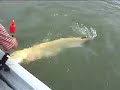 the big fish the big fish