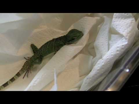 how to cure mbd in chinese water dragons