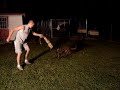 Cricket1