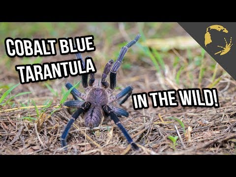YouTube reptile video