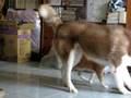 videos de husky v.s mix