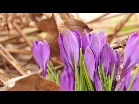 how to transplant crocus