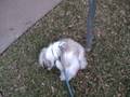 videos de remy goes on the grass