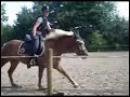 Haflinger Tommy!