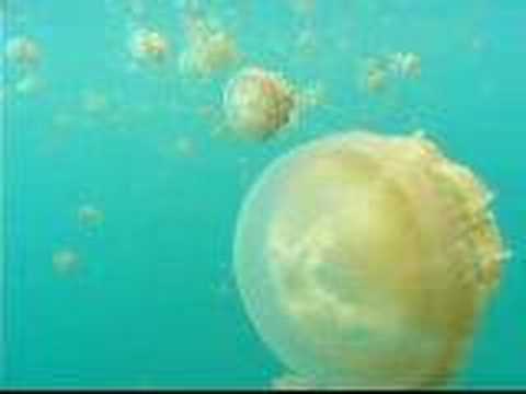 Indonesia: turistas pueden nadar y jugar con medusas en el lago Kabakan  