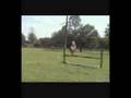 Belgian Horse Jumping