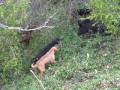 boar hunting (training)