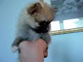 teacup pomeranian puppy teacup pomeranian puppy