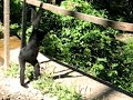 Villa Tunari-Inti Wara Yassi-Spider monkies video Villa Tunari-Inti Wara Yassi-Spider monkies video