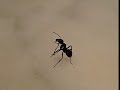 weird ant weird ant
