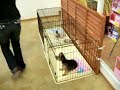 Dog Cafe