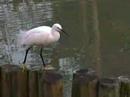 Egret in the botenical garden of Taipei ,Formosa Egret in the botenical garden of Taipei ,Formosa