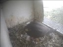 De Mortel 2 mei S2 met duif De Mortel 2 mei S2 met duif