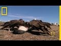 Johnny Rooks Trash Campsite - animals, birds, campsite, johnny rooks, nature, striated caracara