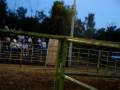 videos de Reseña del Rodeo