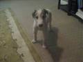 Borzoi video