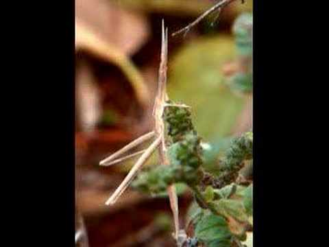 Walking Stick Bug