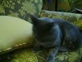 Flabby Cat Looks For Love 2