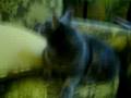 Flabby Cat Looks For Love 2