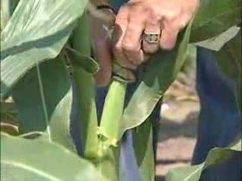 how to fertilize corn plants