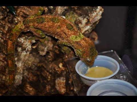 YouTube reptile video