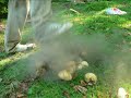 Explosion seta pedo de lobo