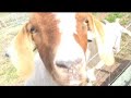 My Goats My Goats
