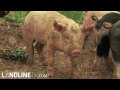 Swine Flu PSA (from the pigs)