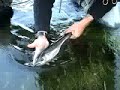 Fly Fishing