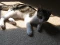 Reggie Talks and Doolittle Rolls in the Sunshine