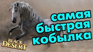 Black Desert (RU) - СУПЕР КОБЫЛА. Самый быстрый скакун в BDO! Black Desert (RU) - СУПЕР КОБЫЛА. Самый быстрый скакун в BDO!