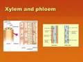 35 Plant Structure