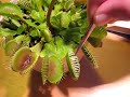 Hungry plant